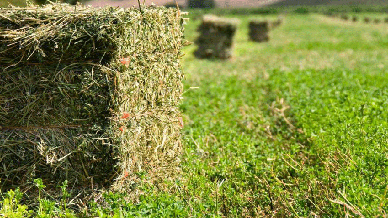 Alerta urea, recomiendan poner el foco en la alfalfa