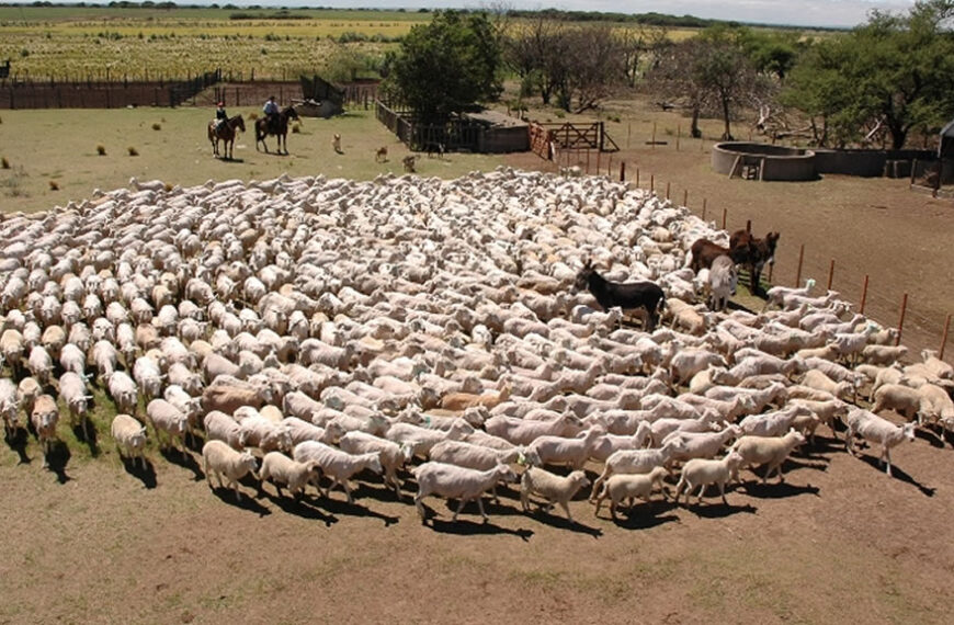 Especialistas de la Argentina, Perú y España, miden la huella de carbono en la producción ovina