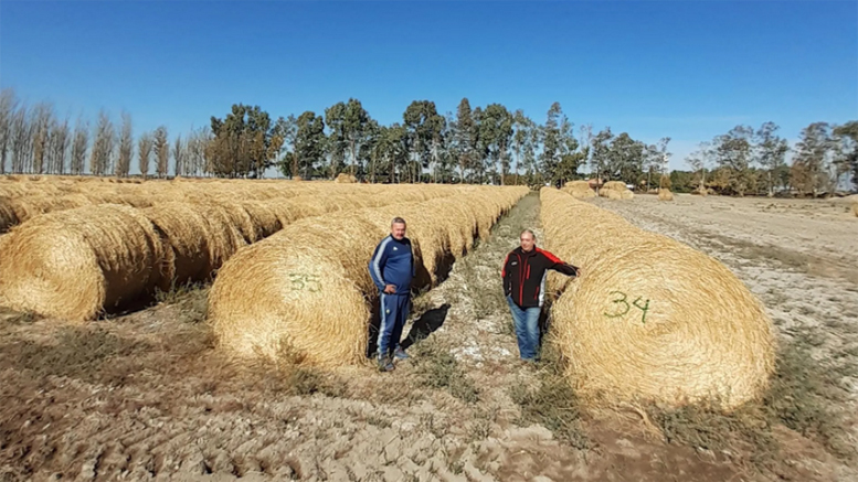 La ganadería de zonas áridas impulsa el cultivo de alfalfa