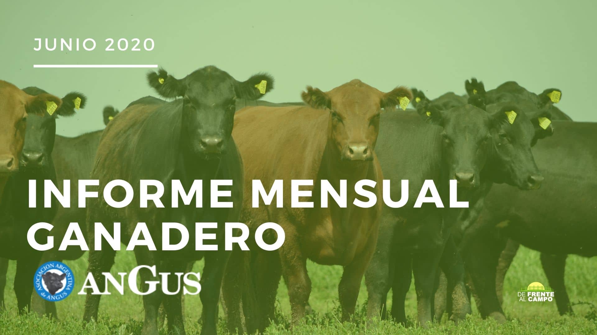 Informe evolución mensual de Mercados Ganaderos – Informe Angus Junio 2020