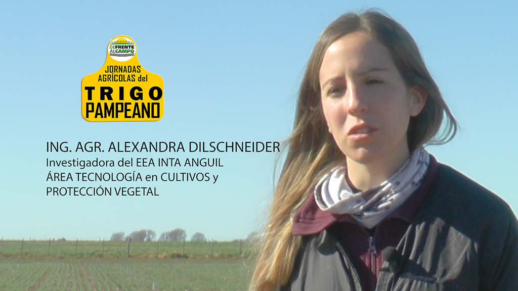Entrevista: Alexandra Dilschneider becaria del Conicet estudia el Trigo en el Inta Anguil