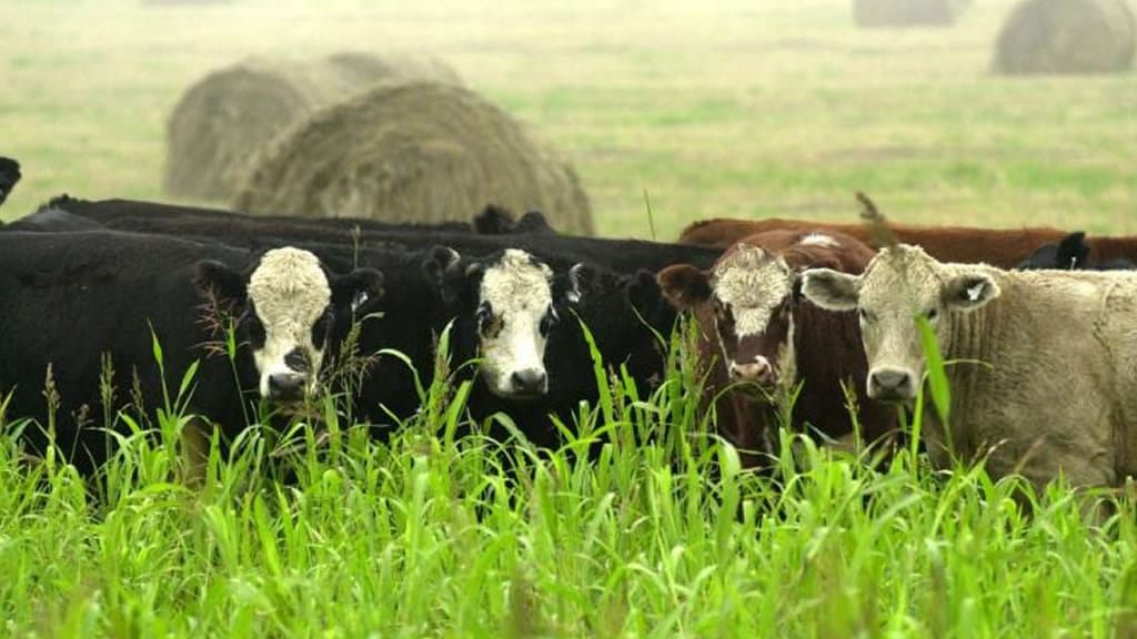 Se compra tanto por internet, que Mercado Libre habilitó una sección especial para el agro