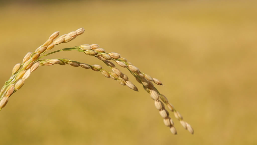 Argentina expande el mercado de arroz a Australia