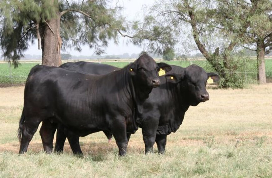En el negocio ganadero, la genética bovina sí le gana a la inflación: crece su valor en kilos de novillos