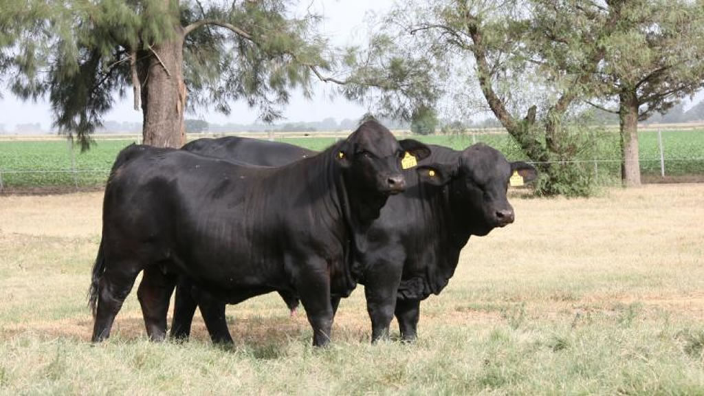 Argentina vuelve a exportar genética bovina a Uruguay