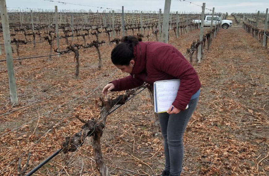 Estudio de la incidencia de diferentes niveles de carga sobre la calidad de uvas y vinos de la cuenca media del río Colorado