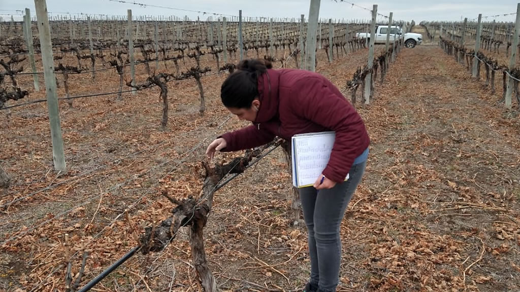 Estudio de la incidencia de diferentes niveles de carga sobre la calidad de uvas y vinos de la cuenca media del río Colorado
