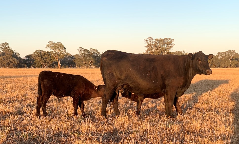 Suplementar 75 días a la vaca lactando rinde 40 kilos más al destete