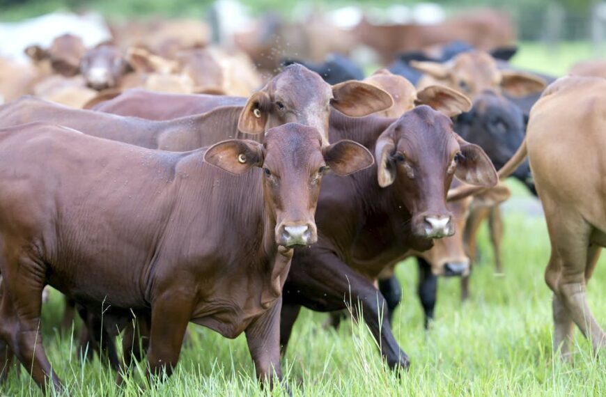 Logran márgenes agrícolas haciendo cría con pastoreo mecanizado