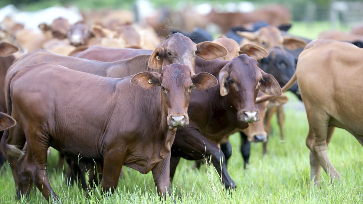 Provimi lanzó un espacio digital para compartir conocimiento en nutrición animal