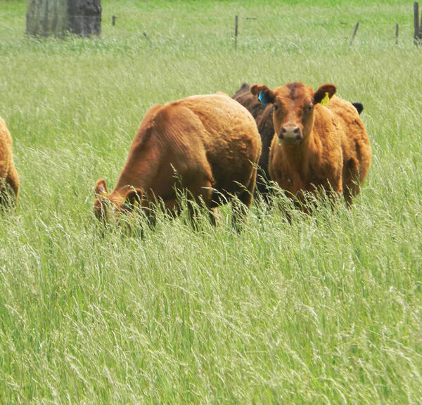 Conozca por qué el pasto buffel es ideal para la alimentación bovina