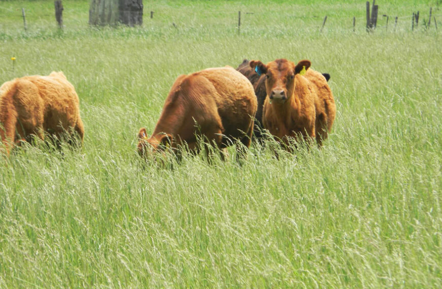 Presentan un antiinflamatorio que «en cuatro horas baja la fiebre de vacas»