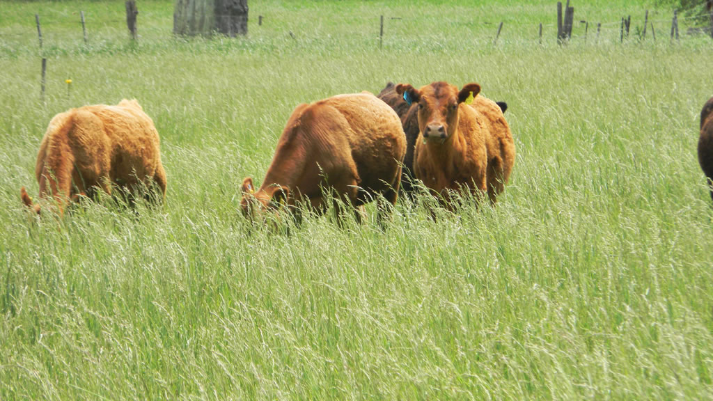 Conozca por qué el pasto buffel es ideal para la alimentación bovina