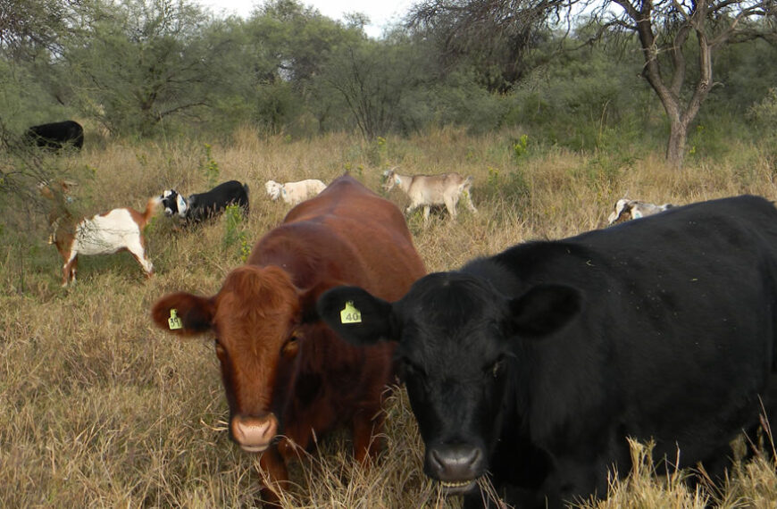 Producción de carne en pastizal natural y pasturas de buffel grass pastoreada por bovinos y caprinos.