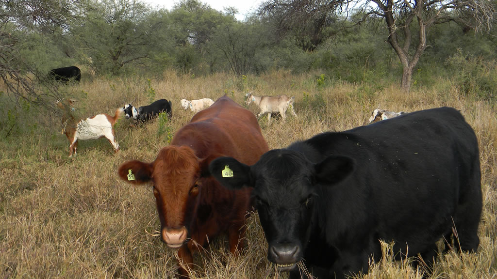 Producción de carne en pastizal natural y pasturas de buffel grass pastoreada por bovinos y caprinos.