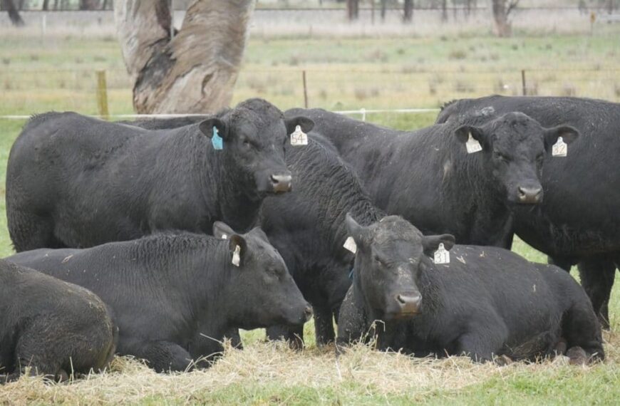 Evalúan cuánta comida ahorran los toros RFI negativo