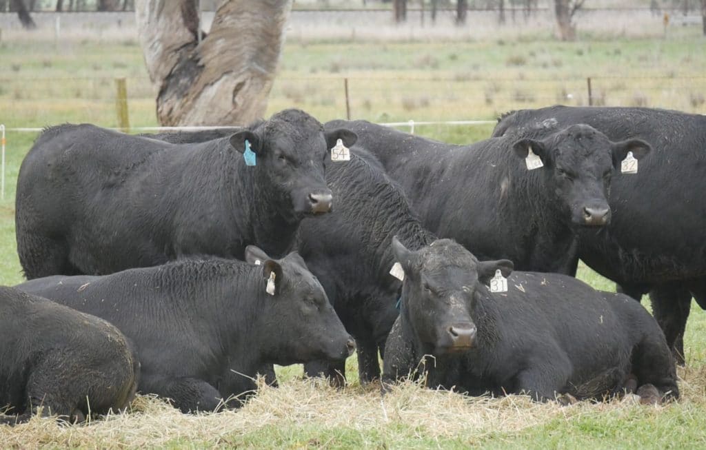 Se habilitaron los testeos gratuitos de ETS bovinas en la provincia de Buenos Aires