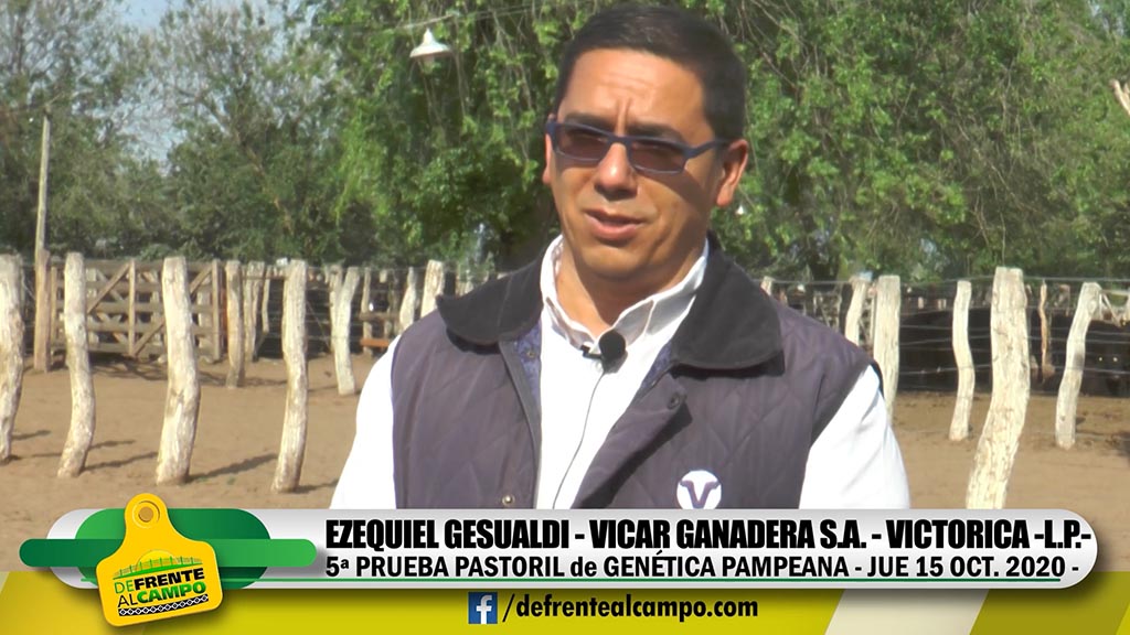 Entrevista: Ezequiel Gesualdi describió los remates de reproductores de Vicar Ganadera S.A.