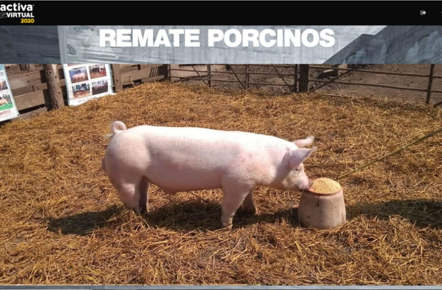 Se pagaron 173.000 pesos por un reproductor porcino en el remate de Agroactiva Virtual