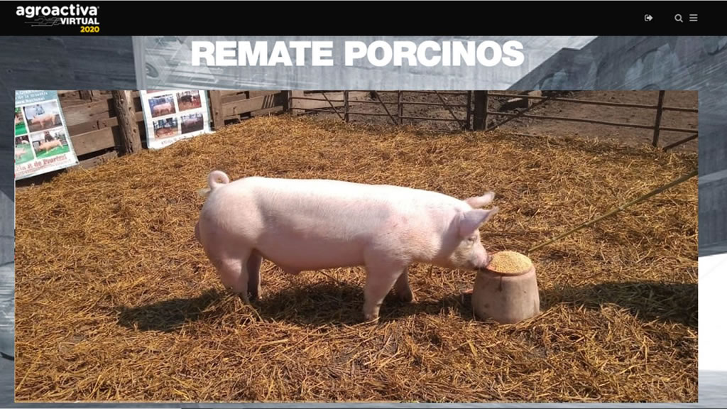 Se pagaron 173.000 pesos por un reproductor porcino en el remate de Agroactiva Virtual