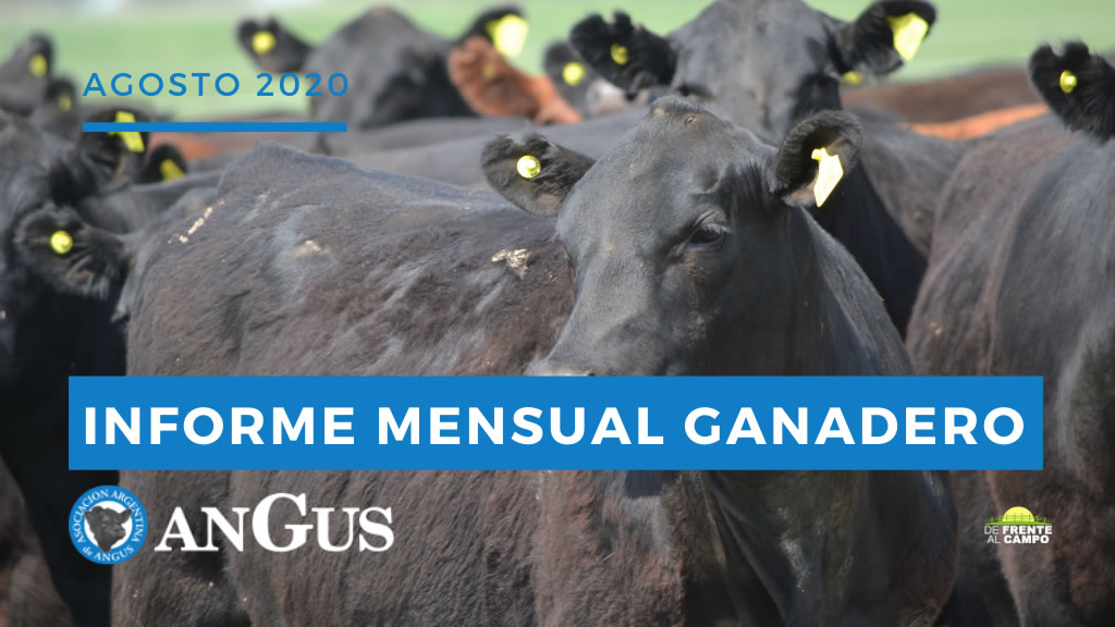 Informe evolución mensual de Mercados Ganaderos – Informe Angus Agosto 2020