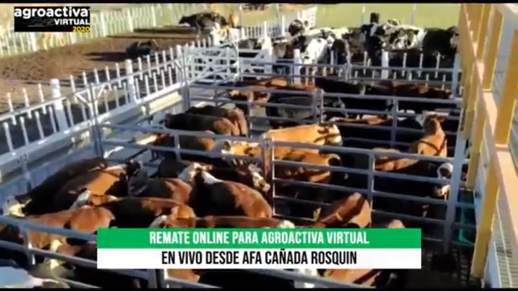 Se vendieron 600 animales en el remate de hacienda de Agroactiva