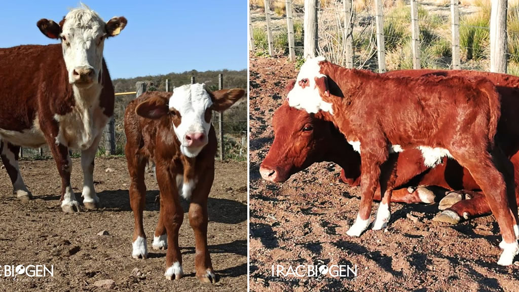 Nuevos nacimientos de futuros toros Caminiaga