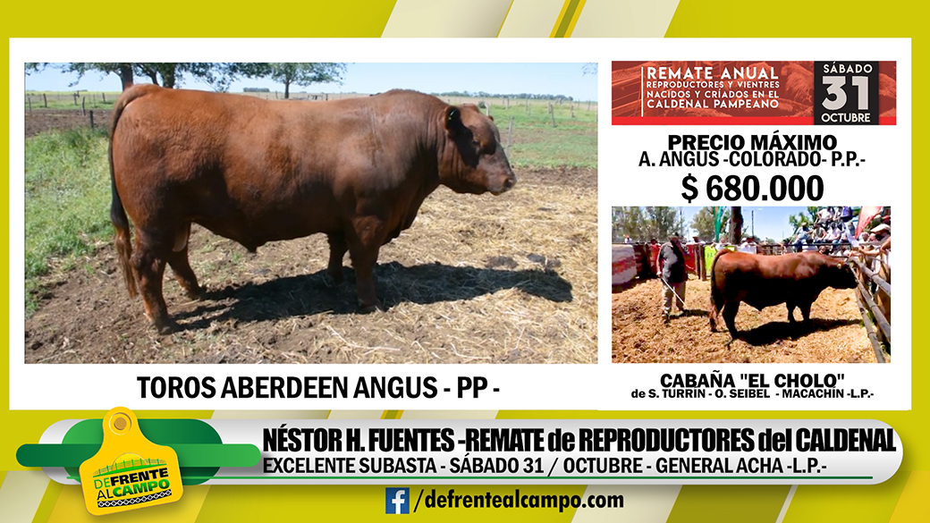 680.000 pesos:  Precio máximo para un Angus de Cabaña «El Cholo» en el Remate del Caldenal Pampeano