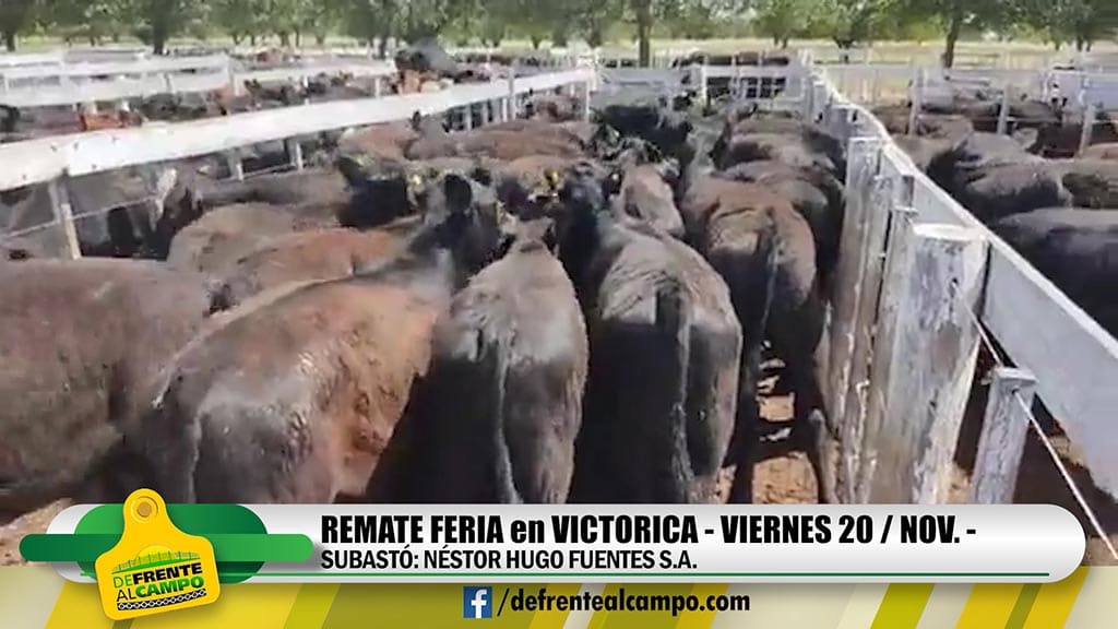 Néstor Hugo Fuentes: Remate Feria en Victorica – Viernes 20 / Noviembre -.