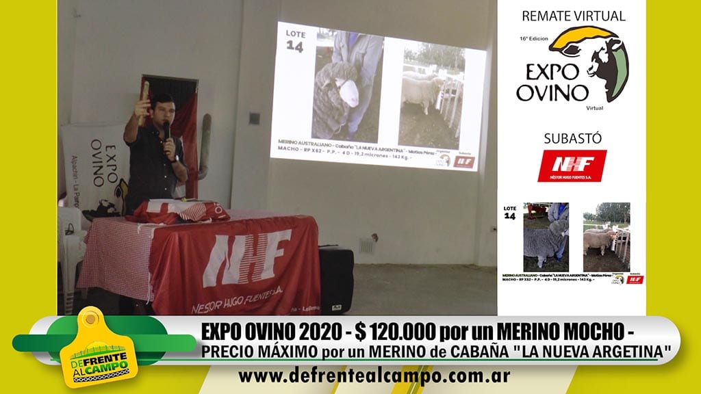 Expo Ovino: Récord de 120 mil pesos por un Merino mocho de «La Nueva Argentina»