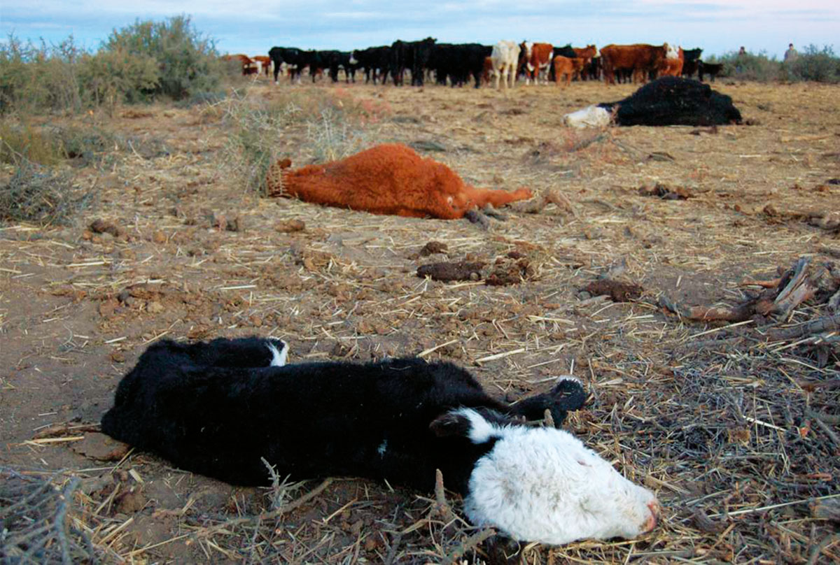 Declaran la emergencia agropecuaria en tres provincias