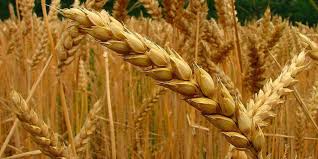 Pese al clima adverso, la cosecha de trigo finalizó con 17 millones de toneladas y las exportaciones generarán USD 3.000 millones