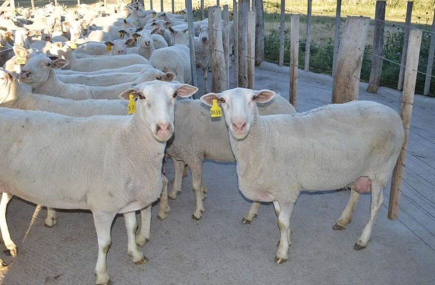Control lechero en el tambo ovino de INTA Anguil