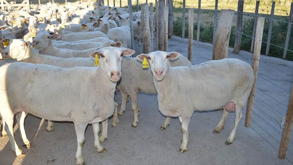 Control lechero en el tambo ovino de INTA Anguil