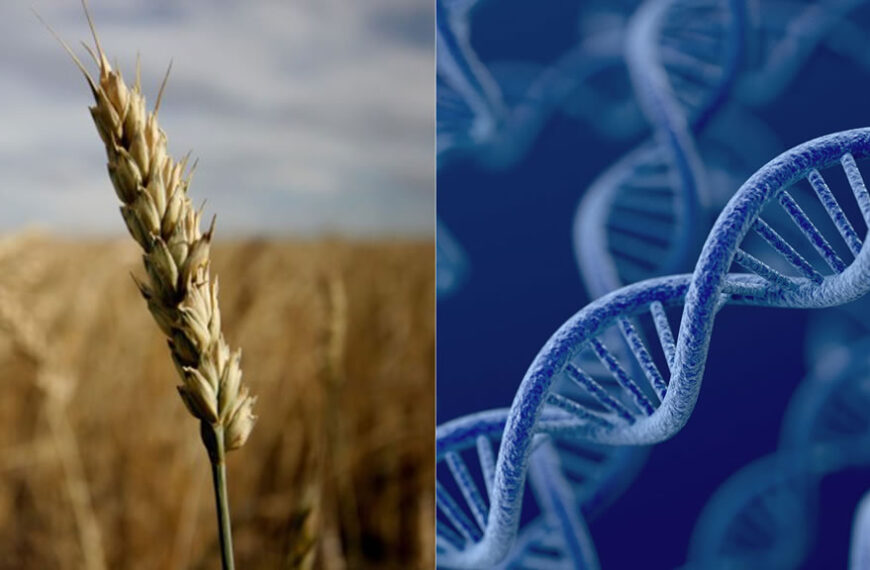 Histórico: secuencian el genoma de 15 variedades de trigo, clave para avanzar sobre genes determinantes
