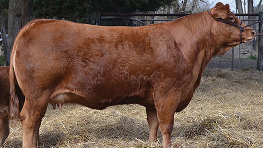 Dos ejemplares argentinos entre los mejores Limousin del mundo