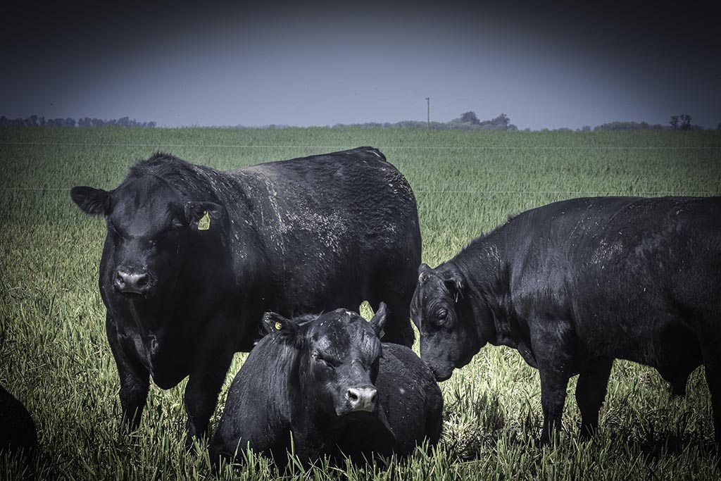 Gran oprtunidad para La Pampa: Abren el mercado chileno a la genética bovina
