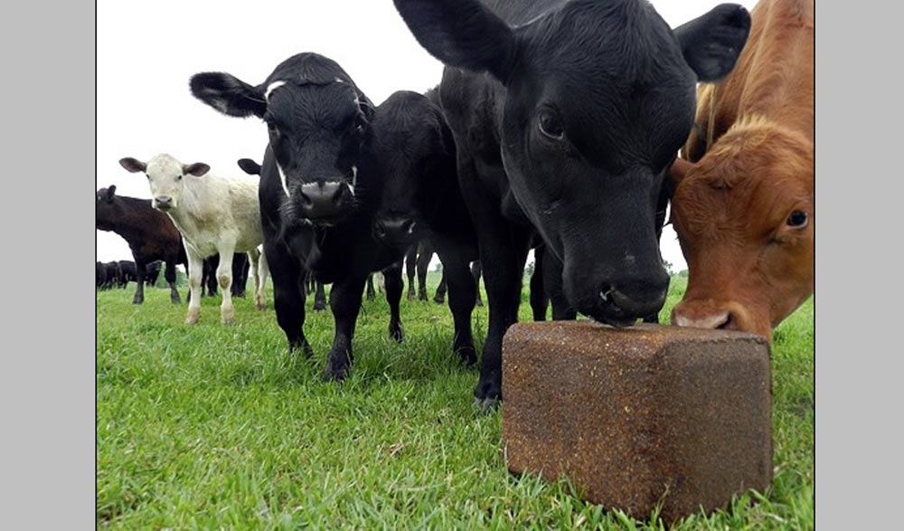 Uruguay: ¿Por qué las vacas comen piedras?