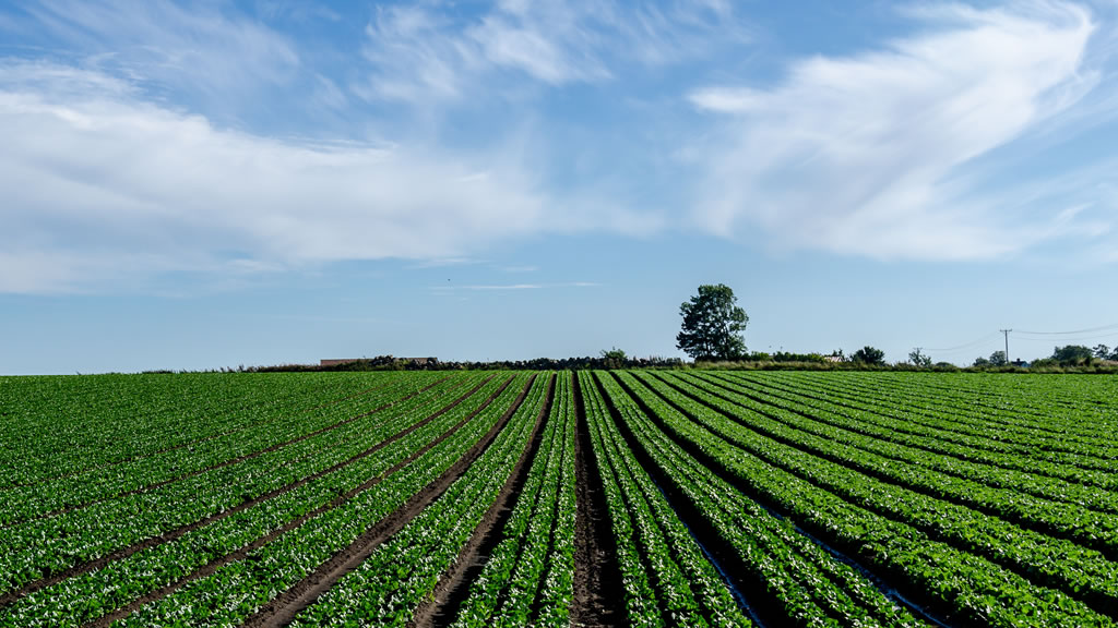 IFE, ATP y vacunas: para qué alcanzan los dólares extra del campo