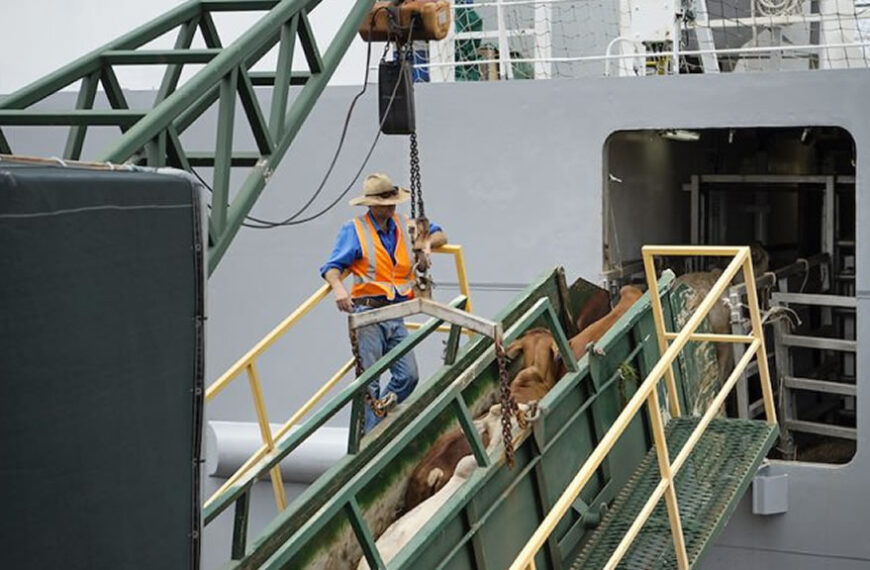 Manipuladores y veterinarios de ganado AUSTRALIANOS trabajan en buques de exportación vivos sin seguros con cobertura en la era de COVID-19