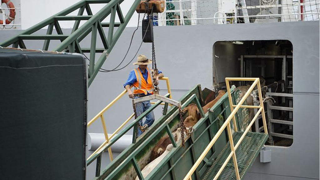 Manipuladores y veterinarios de ganado AUSTRALIANOS trabajan en buques de exportación vivos sin seguros con cobertura en la era de COVID-19