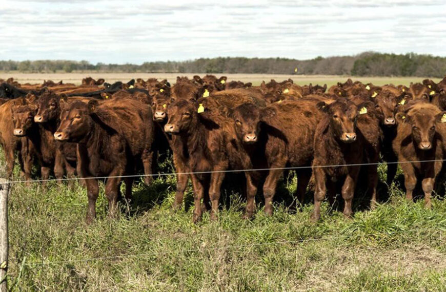 La producción de carne puede ser compatible con la conservación del medio ambiente