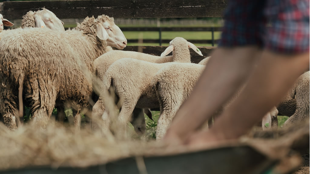 Época de partos en ovejas, atención con las cetosis o toxemia de la preñez