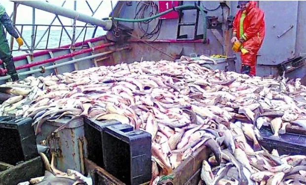 Negocio criminal y daño monetario: una colosal flota de barcos asiáticos depreda el mar argentino