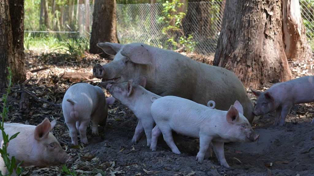 Producción porcina: crean un criadero didáctico de cerdos libres