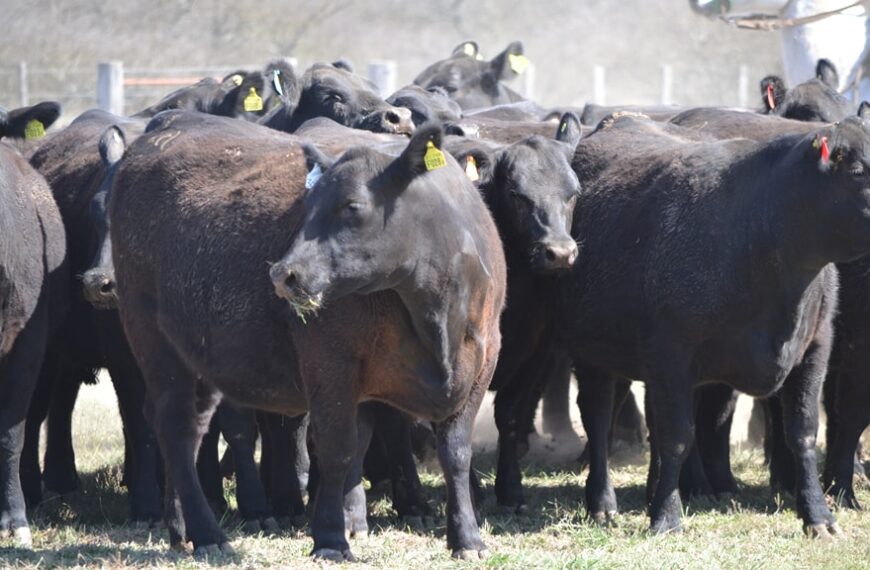Alertan que la mitad de las vacas tiene un estado corporal similar al de 2008/09