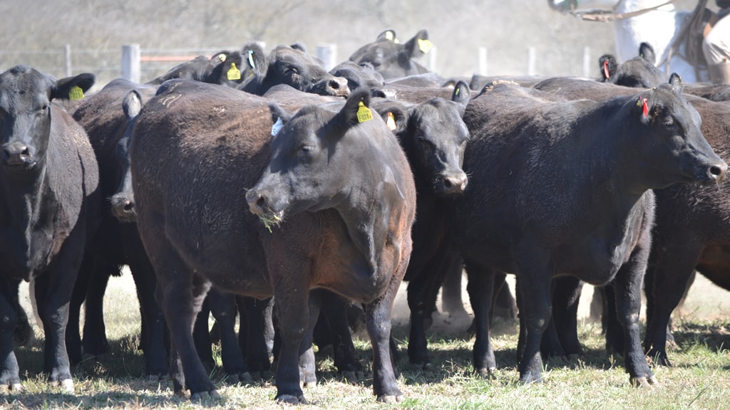 Posible caso de vaca loca en Brasil provoca baja de precios