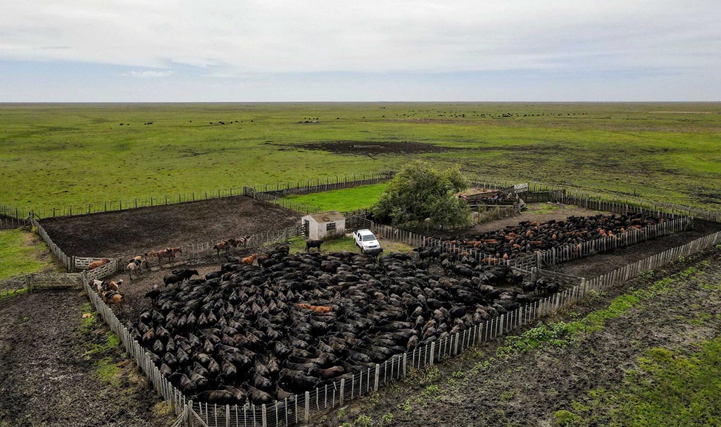 Un paseo por la intimidad de un campo de cría «Rústico»