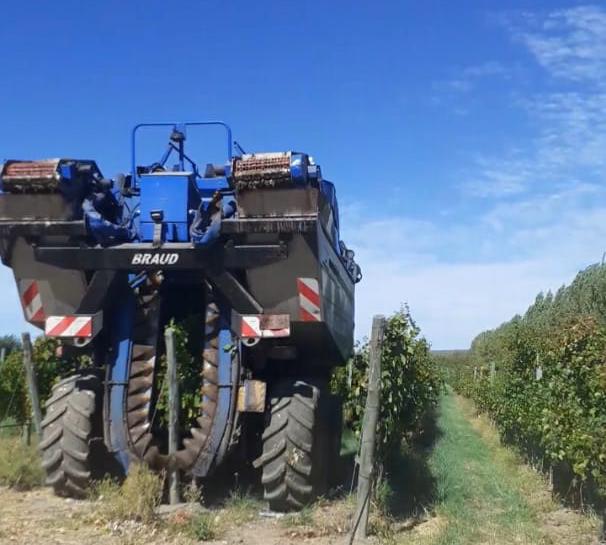 Certificación de 48 toneladas de uva de La Pampa                                         para vinificar en Mendoza y Río Negro