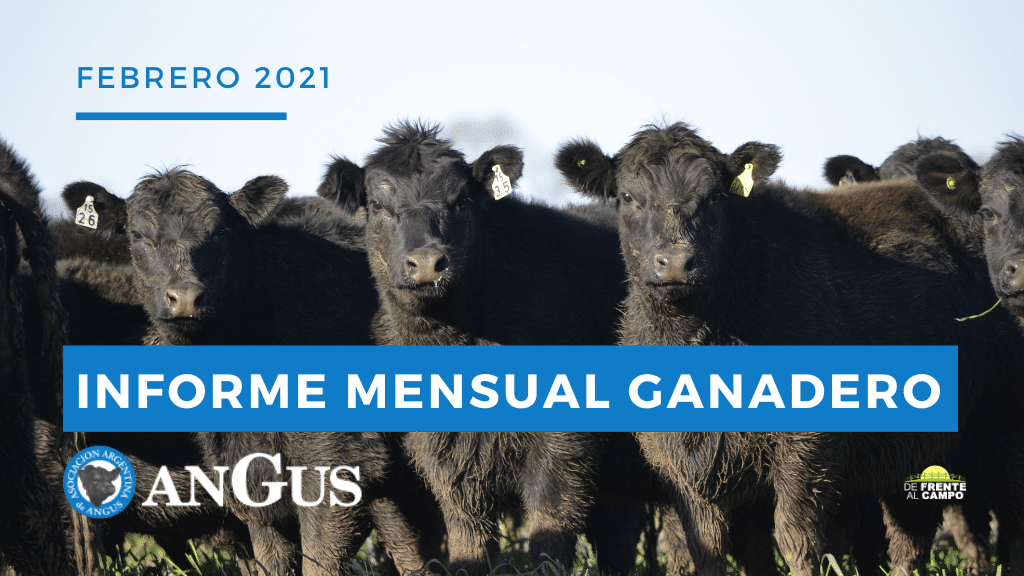 Informe evolución mensual de Mercados Ganaderos – Informe Angus Febrero 2021